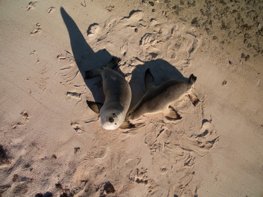 Aerial view of two Abrolhos Island seals