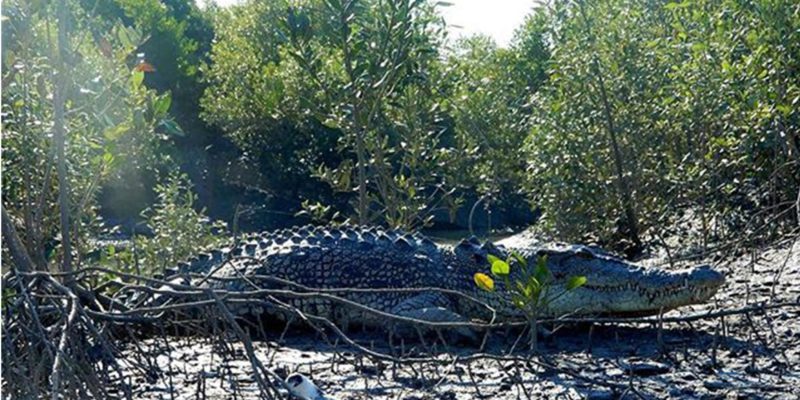 Large Saltwater Crocodile in the Mangroves