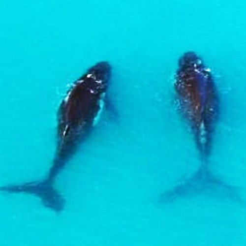Aerial view of two whales in blue ocean