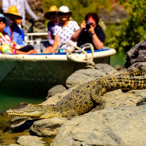 Kimberley Saltwater Crocodile Spotting Great Escape Cruises
