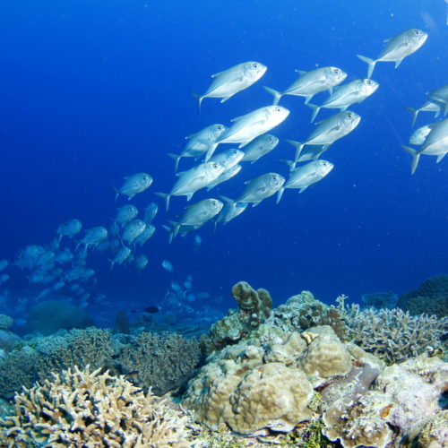 A school of fish swimming above coral at Rowley Shoals